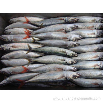 Frozen Horse Mackerel Fish Carapau Wr 15cm